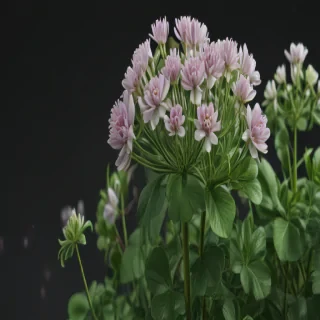 clover png