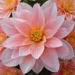 flower pictures