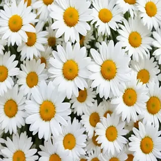 daisy background wallpaper