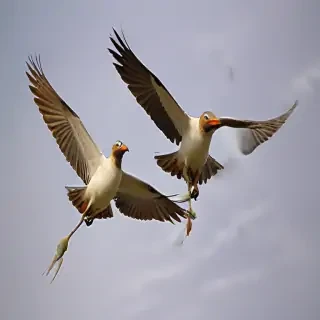 png birds flying