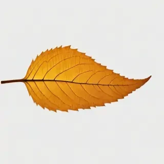 leaf png transparent