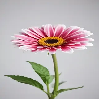 flower on white background