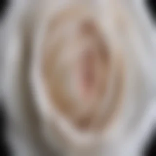 rose with black and white background