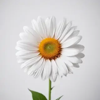 flower on white background