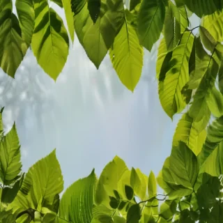 background leaves