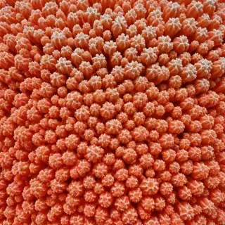 coral color
