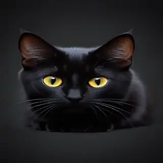 cute black cat wallpaper