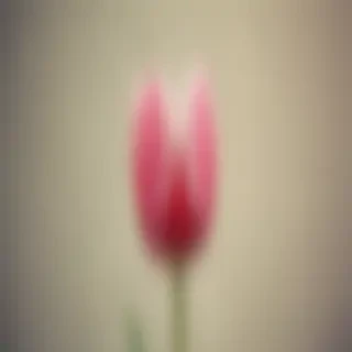 tulip iphone wallpaper