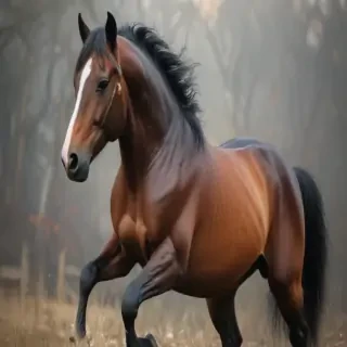 horse image for drawing