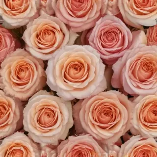 roses background