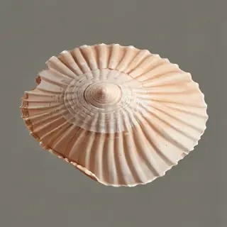 seashell png