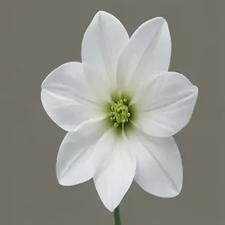 white flower transparent