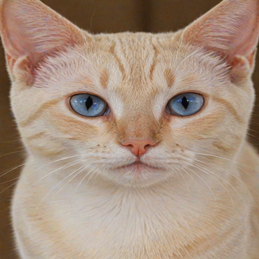 colorpoint shorthair cat breed