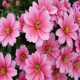 flower pictures