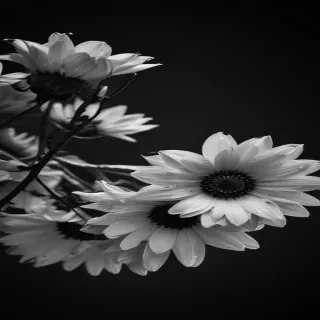 black and white wallpaper iphone