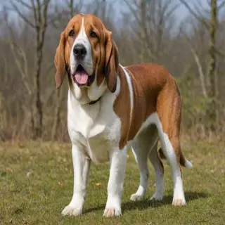 akita basset dog breed