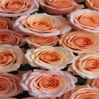 roses background aesthetic