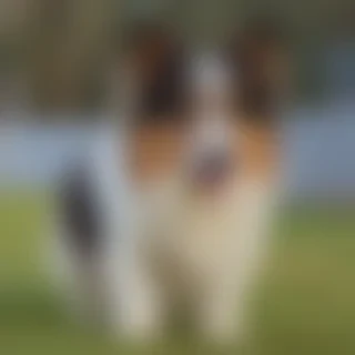 dorgi dog breed