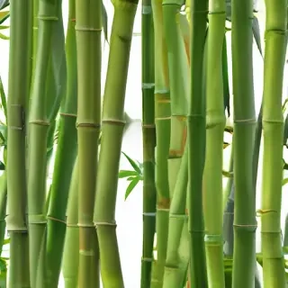 bamboo png