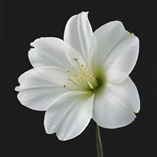 white flower transparent