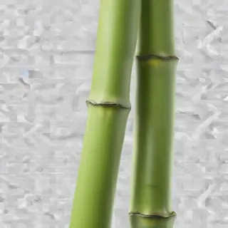bamboo png