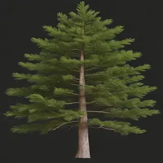 pine tree transparent