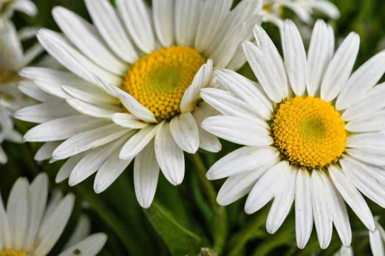 iphone daisy wallpaper