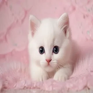 kitty wallpapers