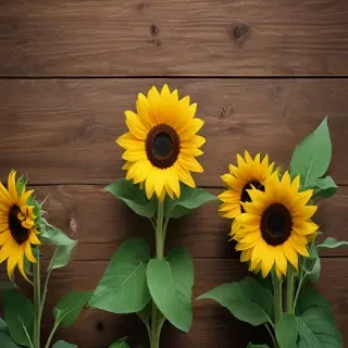 sunflower wallpapers