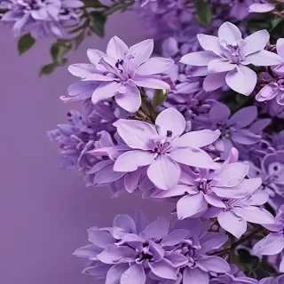 aesthetic lilac wallpaper