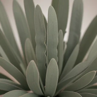 sage green photos