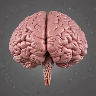 brain png