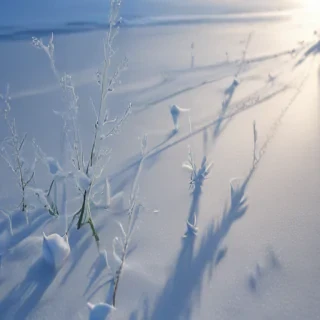 transparent snow