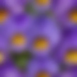 violets png