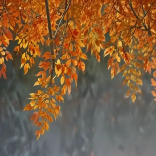 autumn leaves png