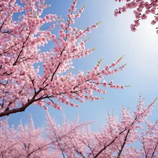 cherry blossom backgrounds