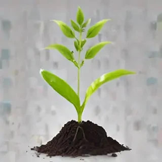 seedling png