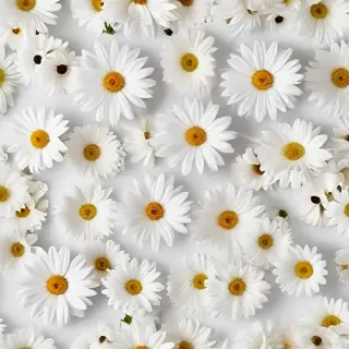 flowers white background