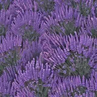 aesthetic lavender wallpaper