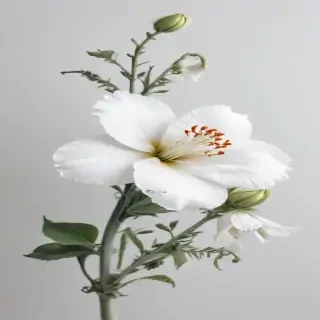 flower white bg