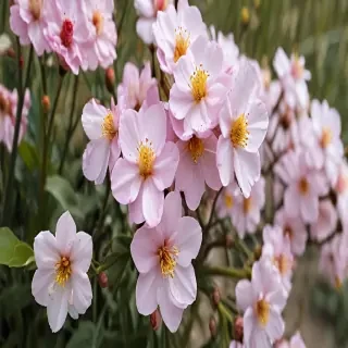 spring flowers