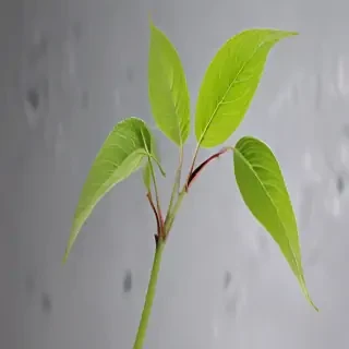 transparent plant