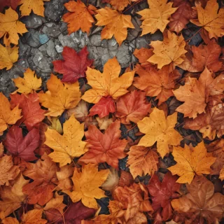 autumn leaves iphone wallpaper