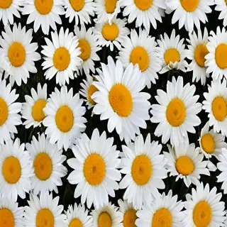 daisy background wallpaper