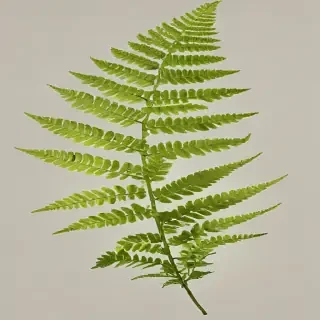 transparent fern png