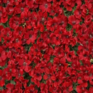flower background red