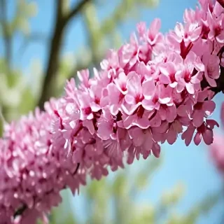 springtime iphone wallpaper