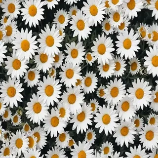 aesthetic daisy wallpaper