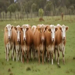 australian boxherd