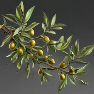 olive branch png
